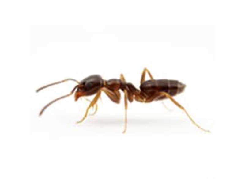 Odorous House Ant